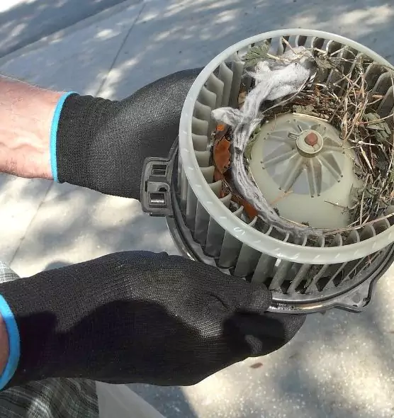 About Air Duct Mice Removal in Winthrop, MA